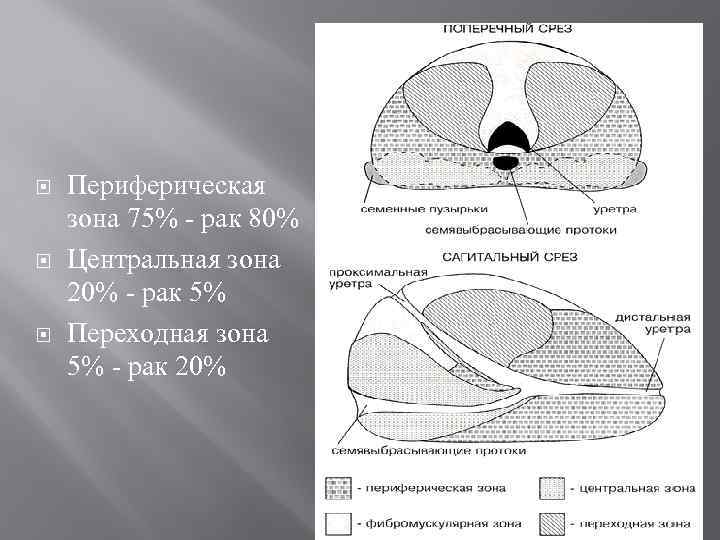 Предстательная железа размеры в норме у мужчин. Зональная анатомия предстательной железы УЗИ. Зональная анатомия предстательной железы по MCNEAL. Строение предстательной железы зоны. Периферическая зона предстательной железы на УЗИ.