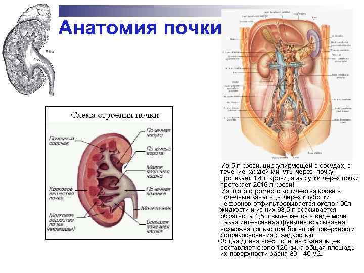 Анатомия почки Из 5 л крови, циркулирующей в сосудах, в течение каждой минуты через
