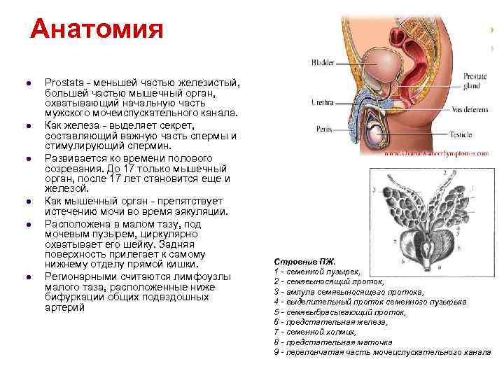 Анатомия l l l Рrostata - меньшей частью железистый, большей частью мышечный орган, охватывающий