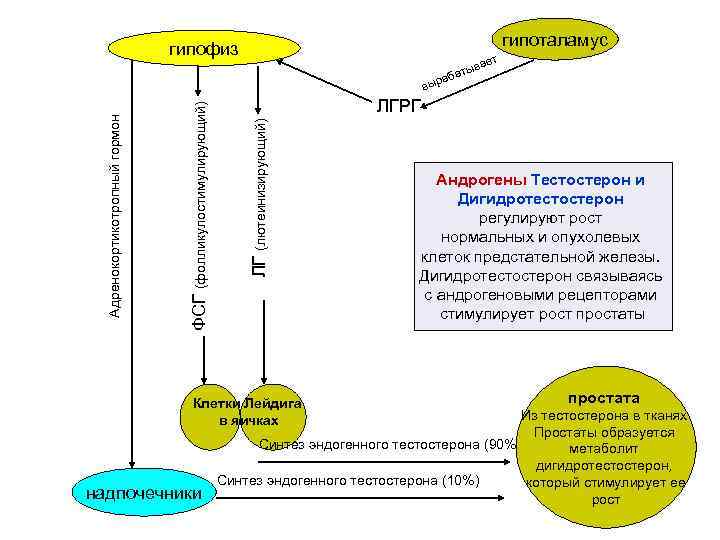 гипоталамус гипофиз ает тыв ба а ЛГРГ ЛГ (лютеинизирующий) ФСГ (фолликулостимулирующий) Адренокортикотропный гормон выр