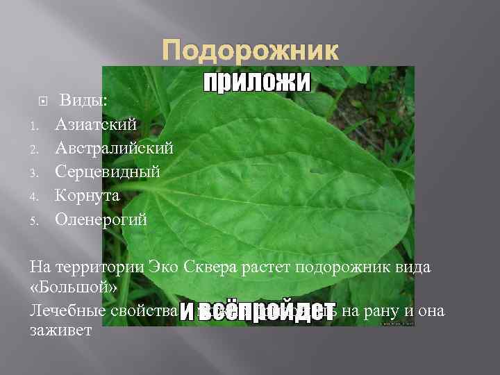 Подорожник 1. 2. 3. 4. 5. Виды: Азиатский Австралийский Серцевидный Корнута Оленерогий На территории