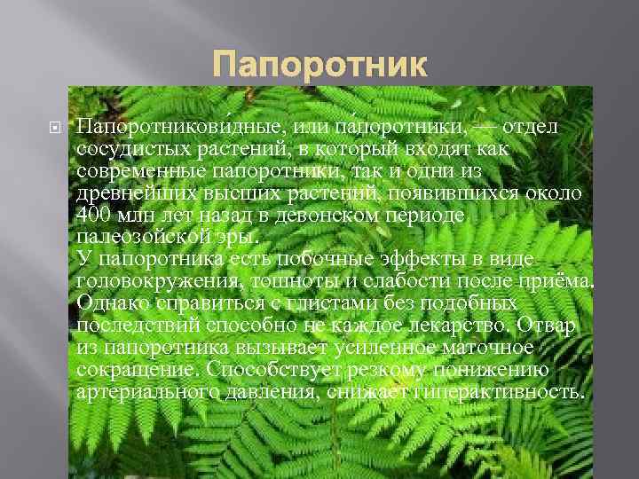 Дайте характеристику отделу папоротниковидные. Современные папоротники. Отдел папоротники. Высших сосудистых растений.