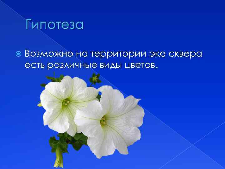 Гипотеза Возможно на территории эко сквера есть различные виды цветов. 
