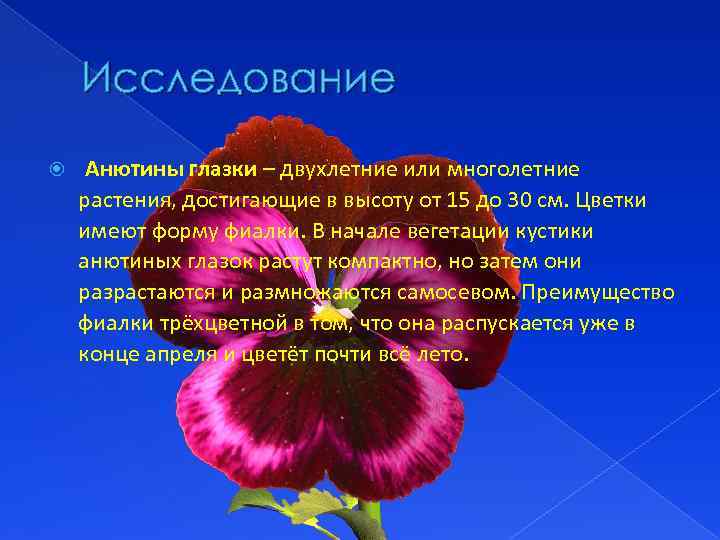 Исследование Анютины глазки – двухлетние или многолетние растения, достигающие в высоту от 15 до