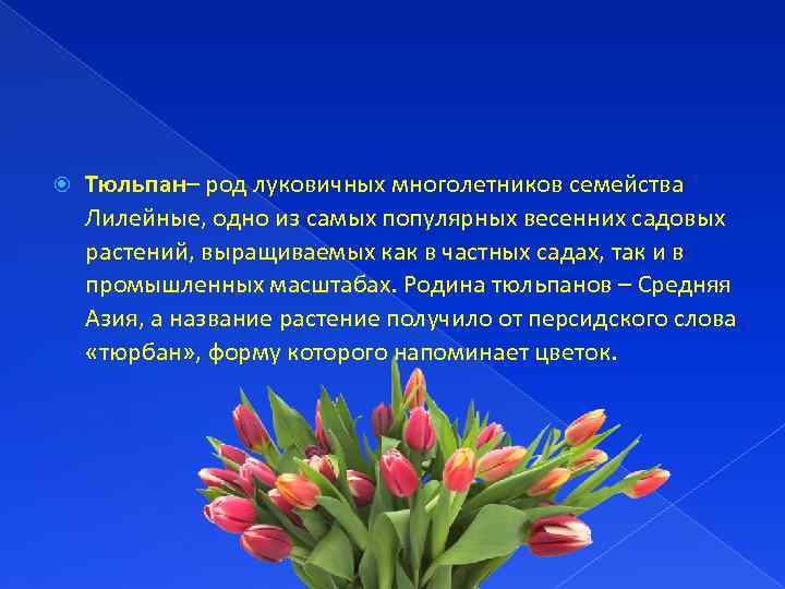  Тюльпан– род луковичных многолетников семейства Лилейные, одно из самых популярных весенних садовых растений,