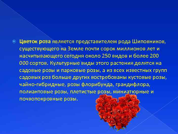  Цветок роза является представителем рода Шиповников, существующего на Земле почти сорок миллионов лет