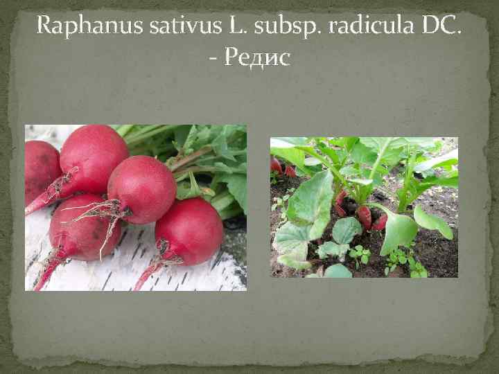 Raphanus sativus L. subsp. radicula DC. - Редис 