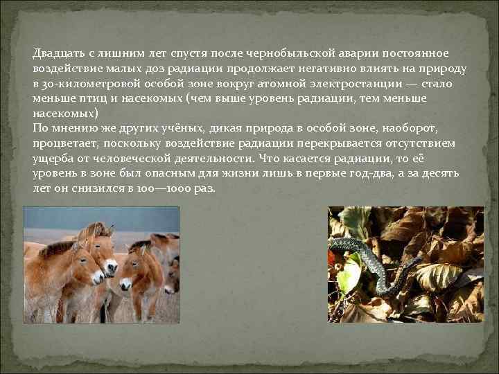 Двадцать с лишним лет спустя после чернобыльской аварии постоянное воздействие малых доз радиации продолжает