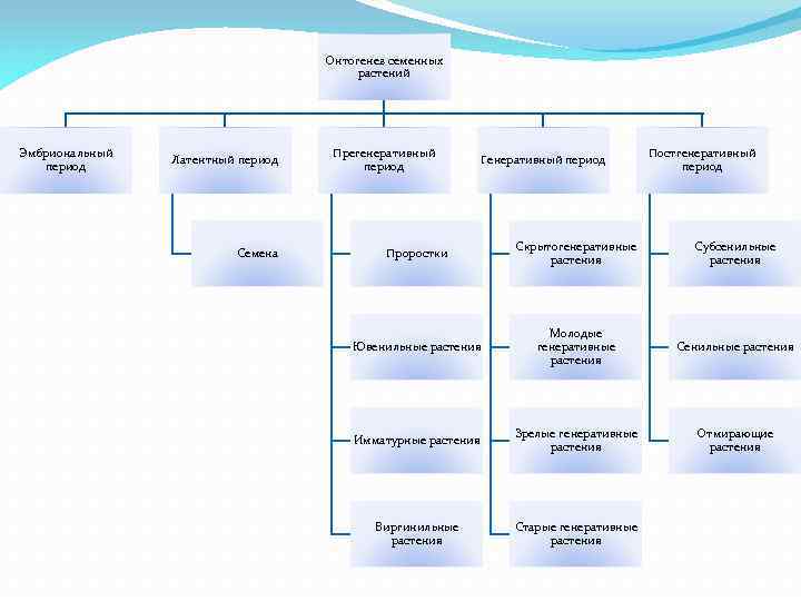 Онтогенез семенных растений Эмбриональный период Латентный период Семена Прегенеративный период Генеративный период Постгенеративный период