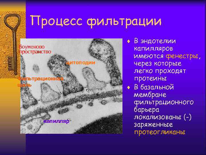 Процесс фильтрации ¨ В эндотелии Боуменово пространство цитоподии Фильтрационная щель капилляров имеются фенестры, через