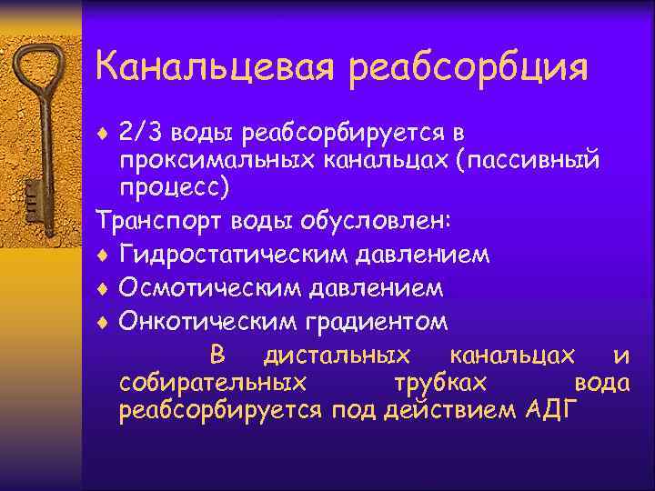 Канальцевая реабсорбция ¨ 2/3 воды реабсорбируется в проксимальных канальцах (пассивный процесс) Транспорт воды обусловлен: