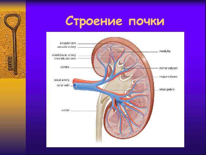 Строение почки 
