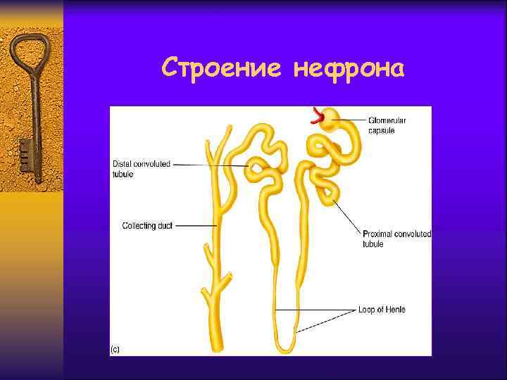 Строение нефрона 