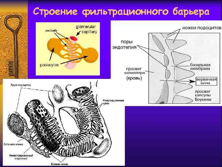 Строение фильтрационного барьера 