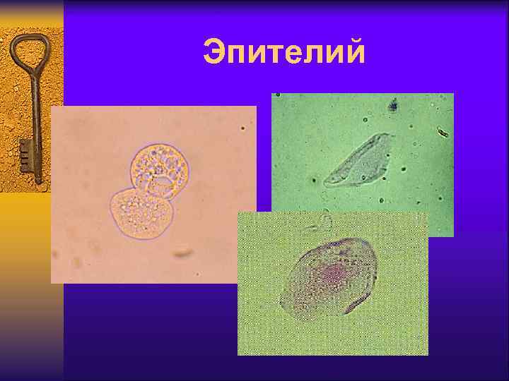 Эпителий 