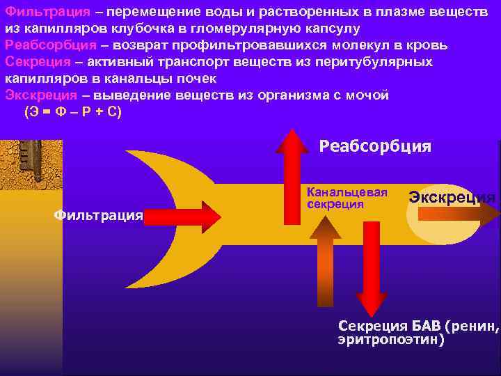 Фильтрация – перемещение воды и растворенных в плазме веществ из капилляров клубочка в гломерулярную