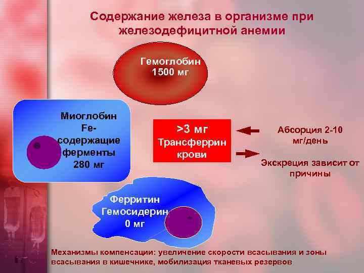 Содержание железа в организме при железодефицитной анемии Гемоглобин 1500 мг Миоглобин Feсодержащие ферменты 280