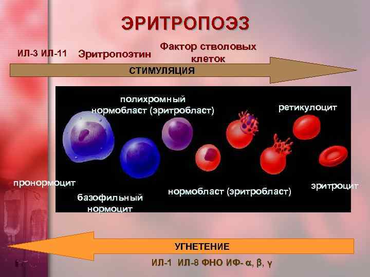 ЭРИТРОПОЭЗ ИЛ-3 ИЛ-11 Эритропоэтин Фактор стволовых клеток СТИМУЛЯЦИЯ полихромный нормобласт (эритробласт) пронормоцит базофильный нормоцит