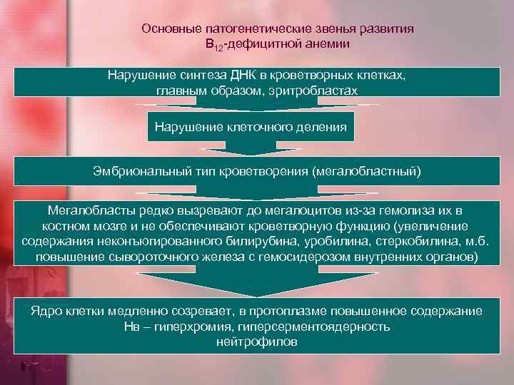 Основные патогенетические звенья развития В 12 -дефицитной анемии Нарушение синтеза ДНК в кроветворных клетках,