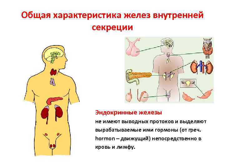 Общая характеристика желез внутренней секреции Эндокринные железы не имеют выводных протоков и выделяют вырабатываемые