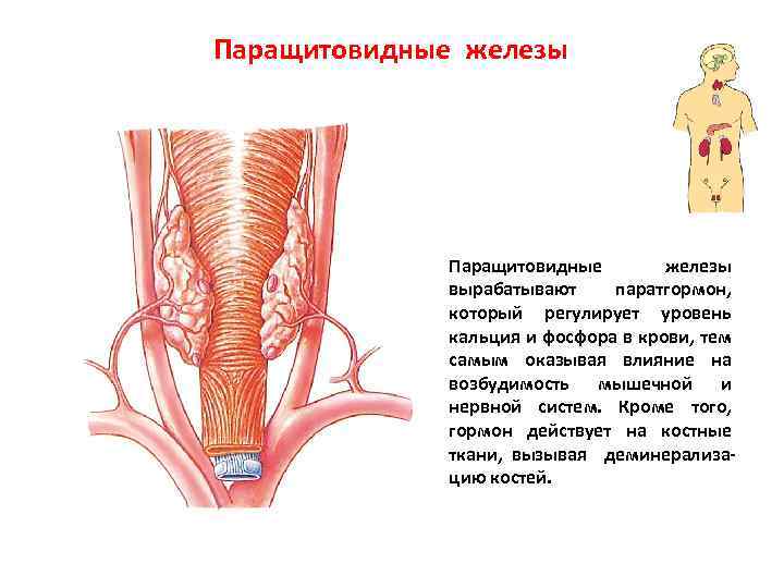 Паращитовидные железы вырабатывают паратгормон, который регулирует уровень кальция и фосфора в крови, тем самым