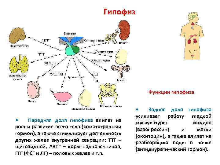 Гипофиз Функции гипофиза • Передняя доля гипофиза влияет на рост и развитие всего тела