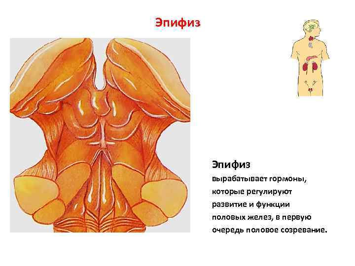 Эпифиз вырабатывает гормоны, которые регулируют развитие и функции половых желез, в первую очередь половое