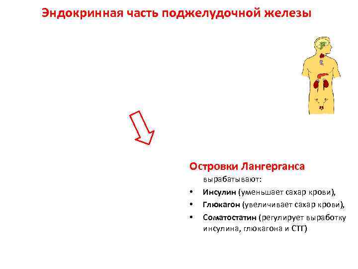 Эндокринная часть поджелудочной железы Островки Лангерганса • • • вырабатывают: Инсулин (уменьшает сахар крови),