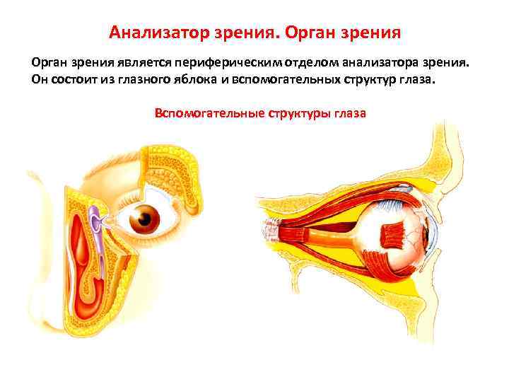 Анализатор зрения. Орган зрения является периферическим отделом анализатора зрения. Он состоит из глазного яблока