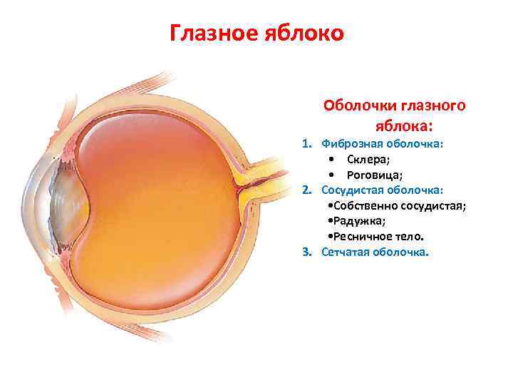 Глазное яблоко Оболочки глазного яблока: 1. Фиброзная оболочка: • Склера; • Роговица; 2. Сосудистая