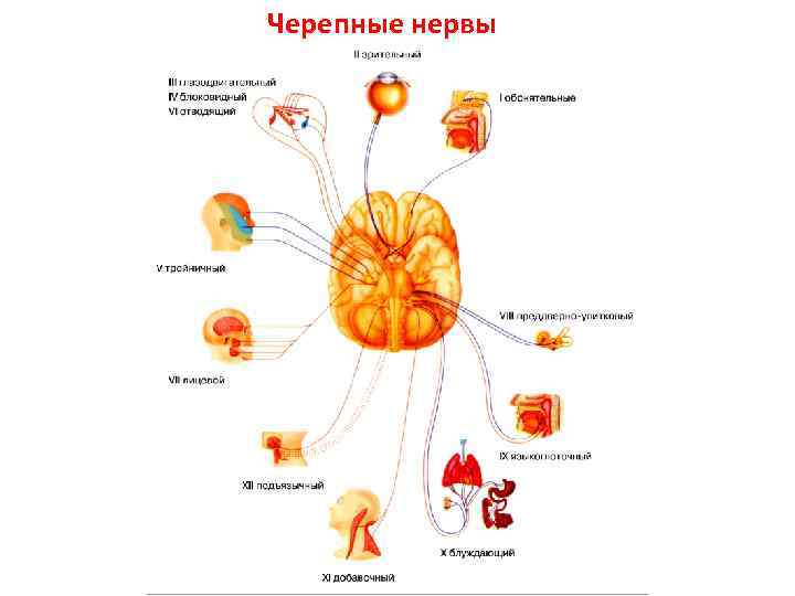 Принцип образования спинномозгового нерва схема