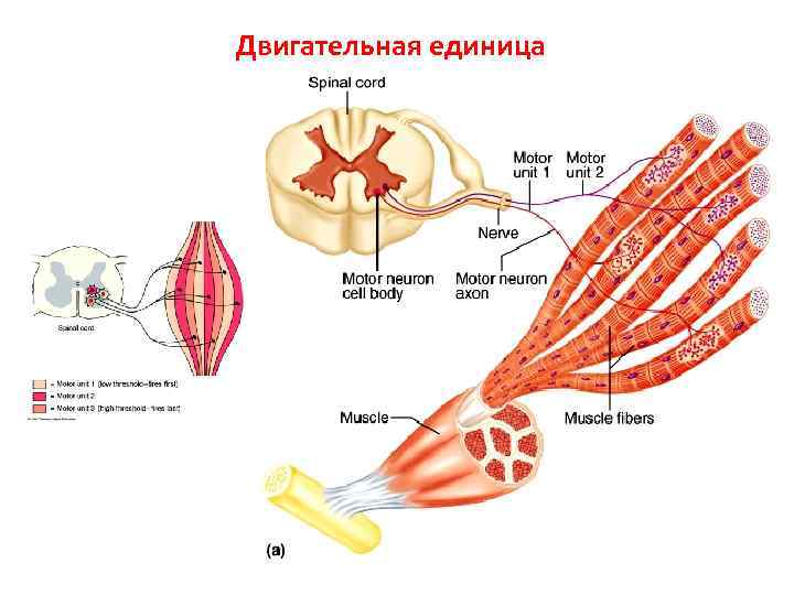 Схема двигательная единица