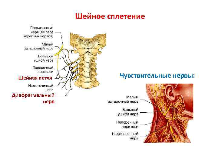 Шейное сплетение нервы. Шейное сплетение шейная петля. Шейная петля иннервирует. ПНС шейное сплетение. Спинномозговые нервы шейное сплетение.
