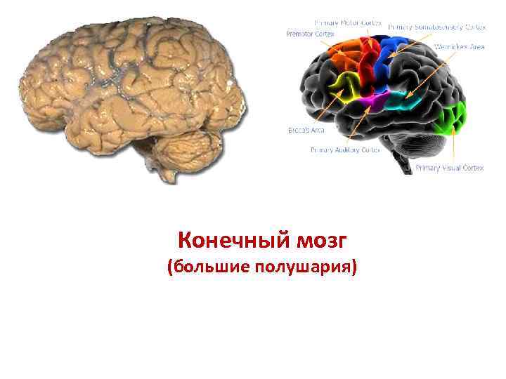 Конечный мозг (большие полушария) 