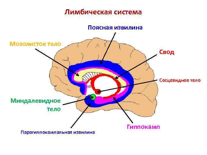 Мозолистое тело какая ткань