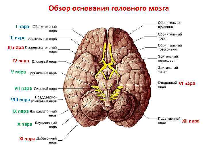 Основание мозга