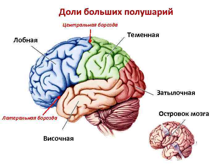 Доли мозга расположение