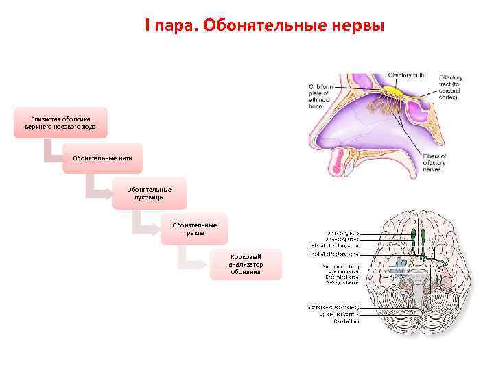 Отделы мозга обоняние. Обонятельная луковица и обонятельный нерв. Путь обонятельного анализатора схема. Обонятельный нерв путь. Обонятельный тракт анатомия.