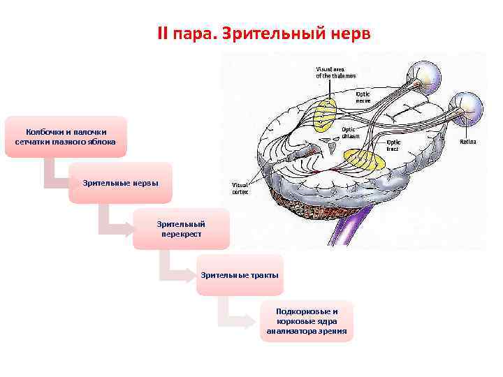 Перенос мозгов калина 1