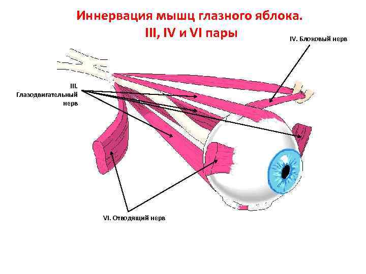 Глазодвигательный нерв мышцы. Нервы иннервирующие мышцы глазного яблока. Глазодвигательный нерв иннервирует мышцы. Мышцы глазного яблока глазодвигательный нерв. Глазодвигательный аппарат глаза иннервация.