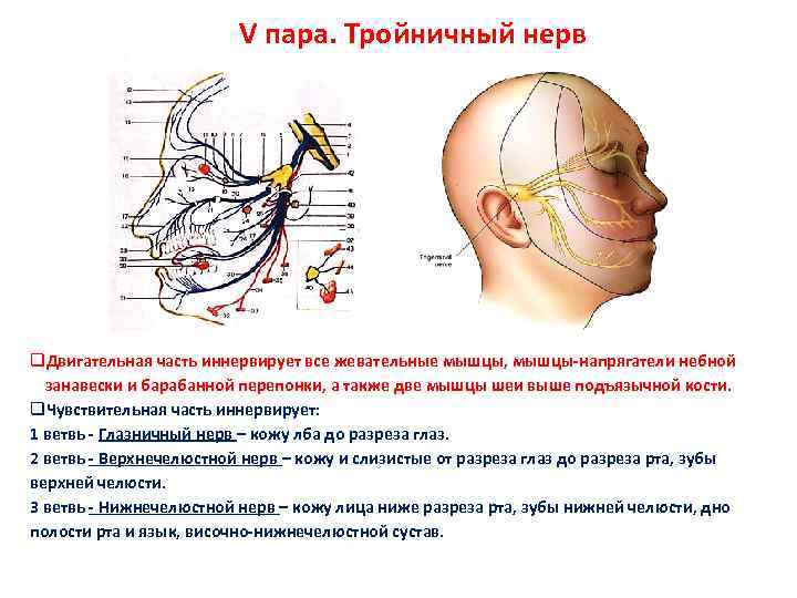 Тройничного нерва 9 букв. Двигательный корешок тройничного нерва. Мышечные ветви тройничного нерва. Двигательные ветви тройничного нерва иннервируют мышцы. Жевательные мышцы иннервируются нервом.