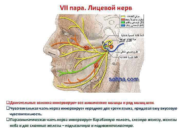 Волокна лицевого нерва. Лицевой нерв неврология схема. Двигательные волокна лицевого нерва. Лицевой нерв (промежуточно-лицевой нерв VII пара). Лицевой нерв вегетативная иннервация.