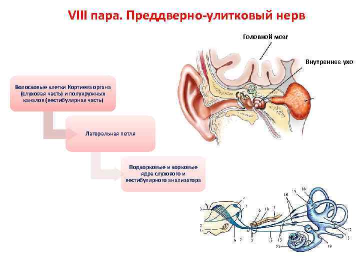 Слуховой нерв функции. Слуховая часть преддверно-улиткового нерва. Преддверно-улитковый нерв схема. VIII пара - преддверно-улитковый нерв. Преддверно улитковый нерв и слуховой нерв.