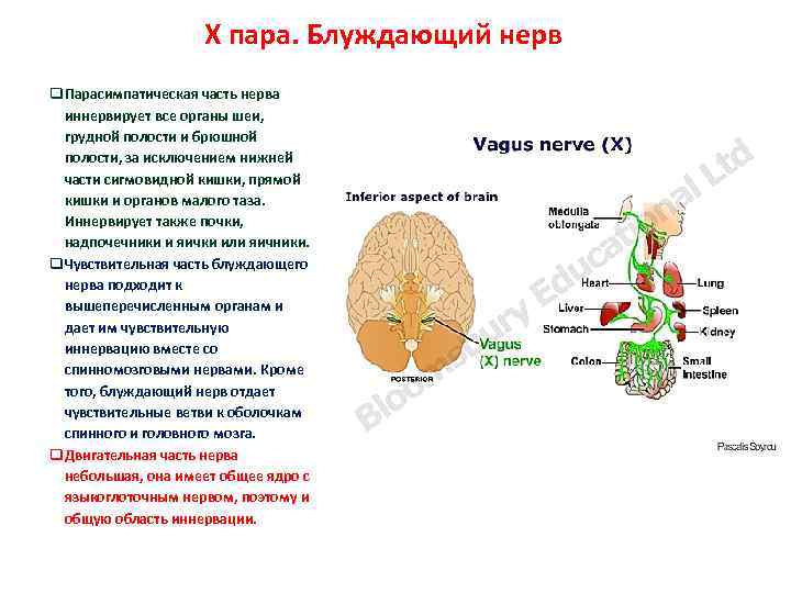 Какие органы иннервирует блуждающий нерв