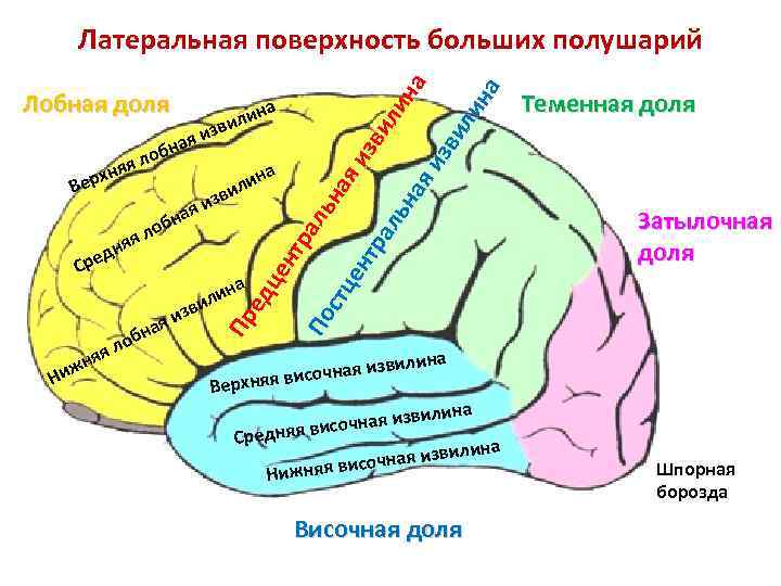 Тест какое полушарие