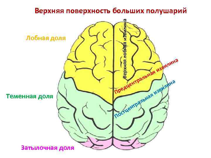 Теменные доли мозга вид сверху. Поверхности полушария головного мозга.