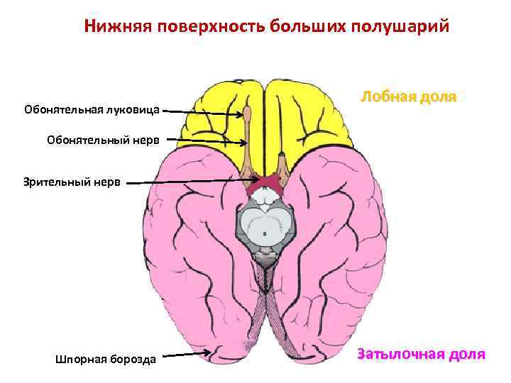 Обонятельные доли мозга. Обонятельные луковицы лобных долей. Нижняя поверхность полушарий большого мозга. Нижняя поверхность конечного мозга. Нижняя поверхность полушария.