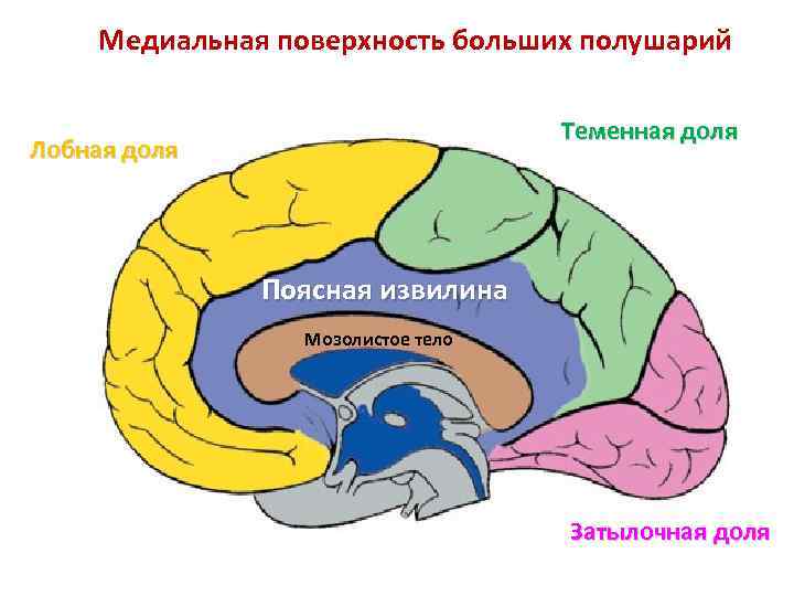 Рассмотрите рисунок с изображением мозга человека какая доля мозга окрашена голубым