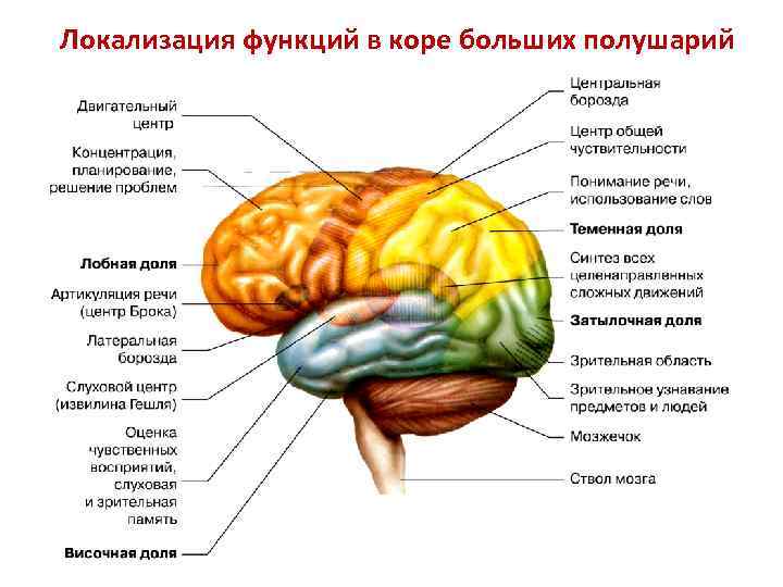 Локализация функций в коре больших полушарий 