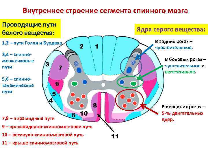 Внутреннее строение сегмента спинного мозга Проводящие пути белого вещества: Ядра серого вещества: 1, 2